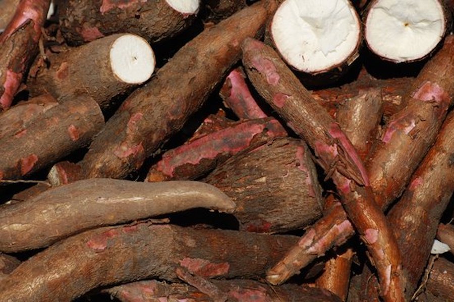 Le Manioc